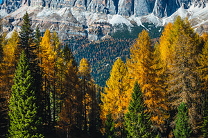 Autumn larch forest in Dolomites, a Nature Photo by Alpine Dreams