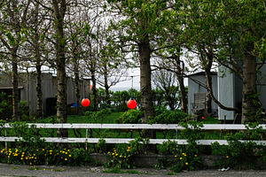 Red buoys hanging among trees in Akranes, Iceland's scenic suburban landscape, a Photo by AS photostudio