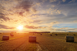 Hay bales in an agricultural field during sunset. Rural landscap, a Nature Photo by Eugene_Photo