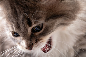Detailed close-up of a long-haired cat with open mouth, showing expressive eyes, an Animal Photo by Ales Munt