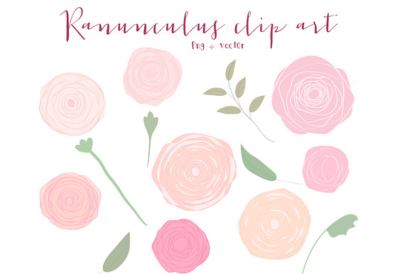 Ranunculus Clip Art Vector And Png