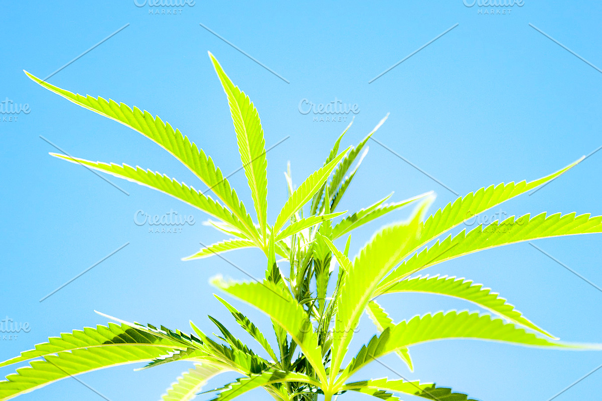 Marijuana Sativa Strain Stock Bundle, a Nature Photo by r.r.palacios (Photo 6 of 6)