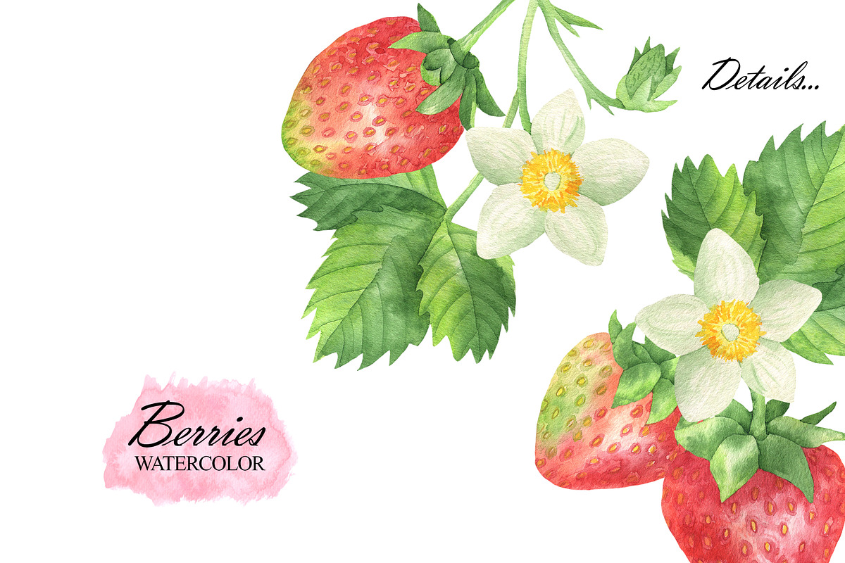 Wild Berry Watercolor Clipart, a Food Illustration by OlDm_Shop (Photo 6 of 8)