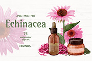 Echinacea watercolor clip art, an Illustration by ARTerria (Thumbnail 1 of 9)
