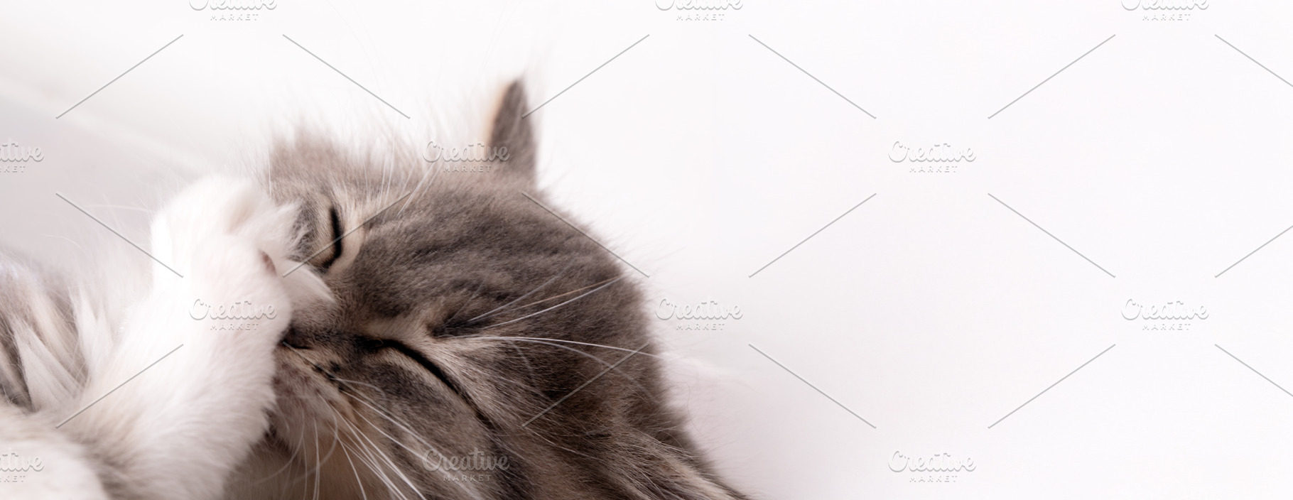 Adorable fluffy cat grooming its face on a white background, capturing a moment, an Animal Photo by Ales Munt