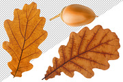 Oak tree leaves and acorns, an Object Graphic by Fruits+Veggies (Thumbnail 6 of 11)