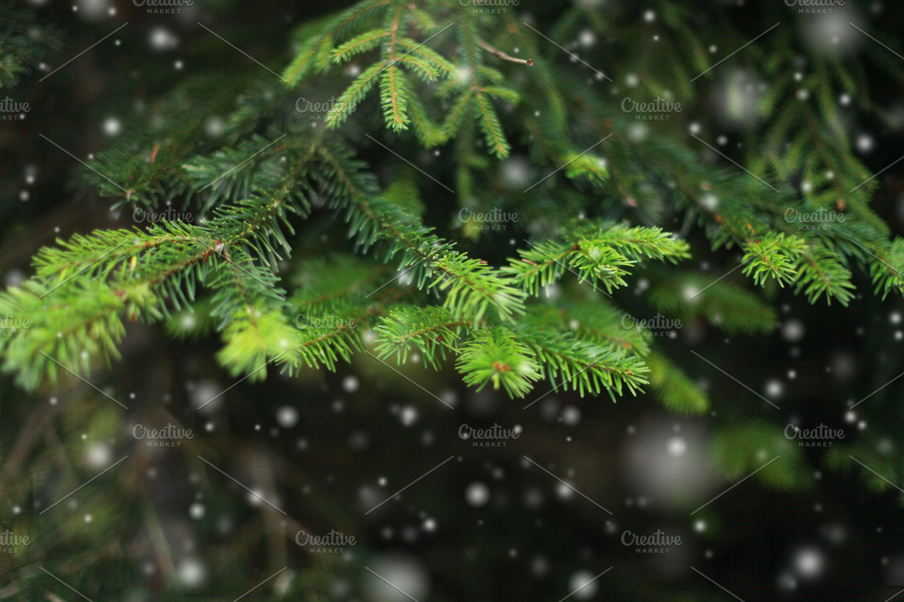 Fir branch and snow containing winter, tree, and snow, a Nature Photo by Liliia Rudchenko