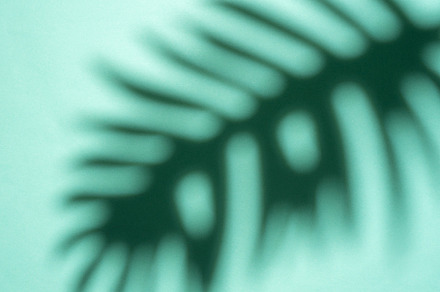 Shadows from palm leaves, a Nature Photo by Olena Rudo