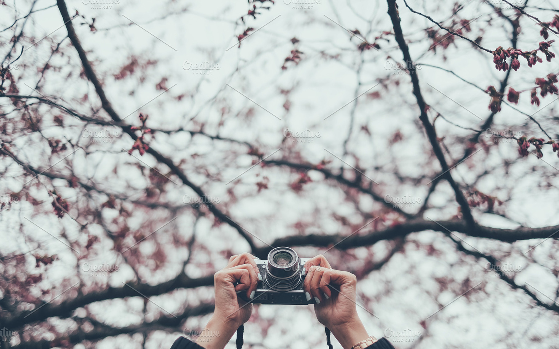 Cherry Blossom Camera, a Person Photo by The Kandid