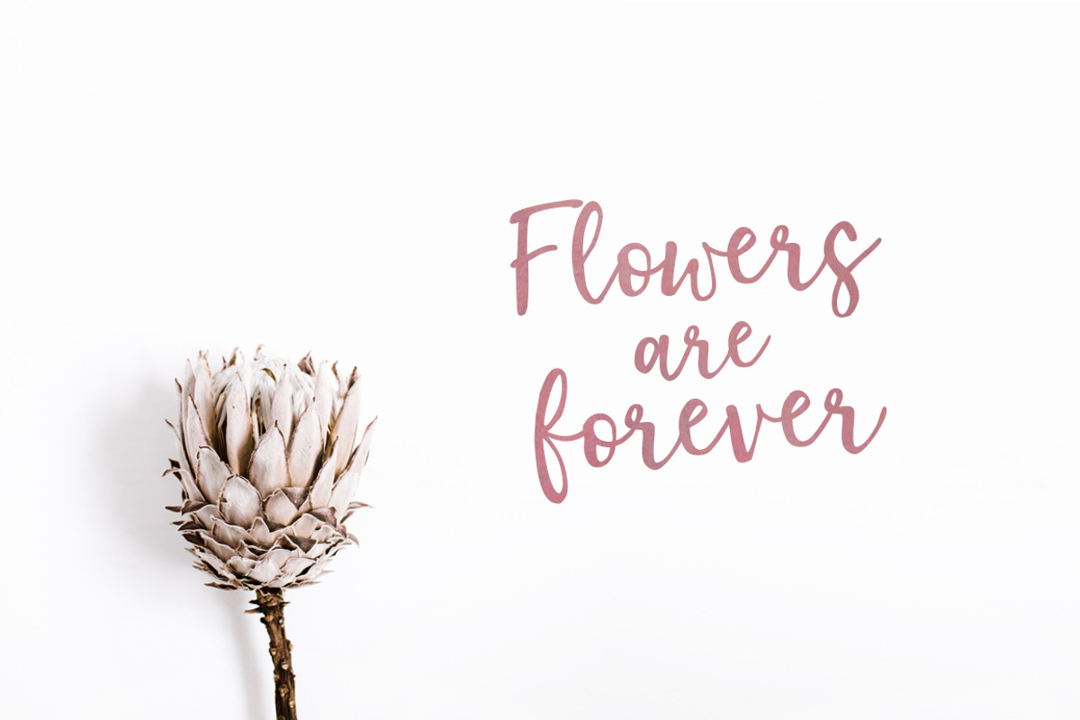 Elderflower script font + logos, a Script Font by Tabita's shop (Photo 13 of 15)