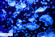 Underwater Photography Presets, a Plug-in Add-On by FixThePhoto (Thumbnail 29 of 32)