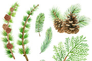 Watercolor pine cones clipart set, an Illustration by svetodesign (Thumbnail 4 of 9)