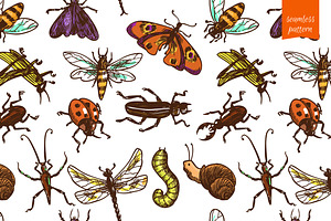 Insects Sketch Set