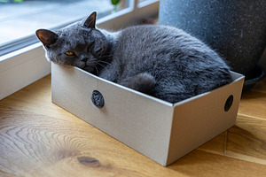 British shorthair blue cat resting i, an Animal Photo by Photo Kaminski