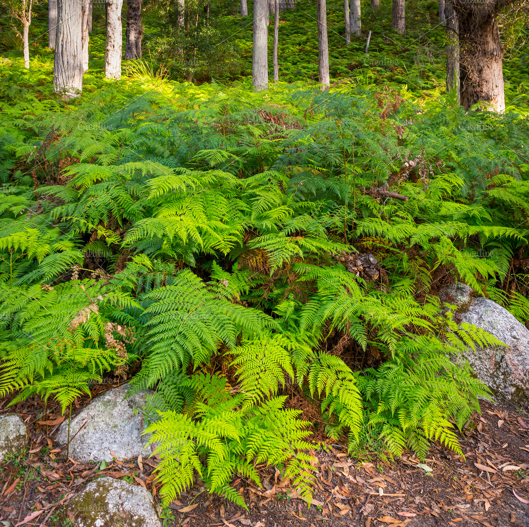 Forest Ferns, a Nature Photo by THP Creative