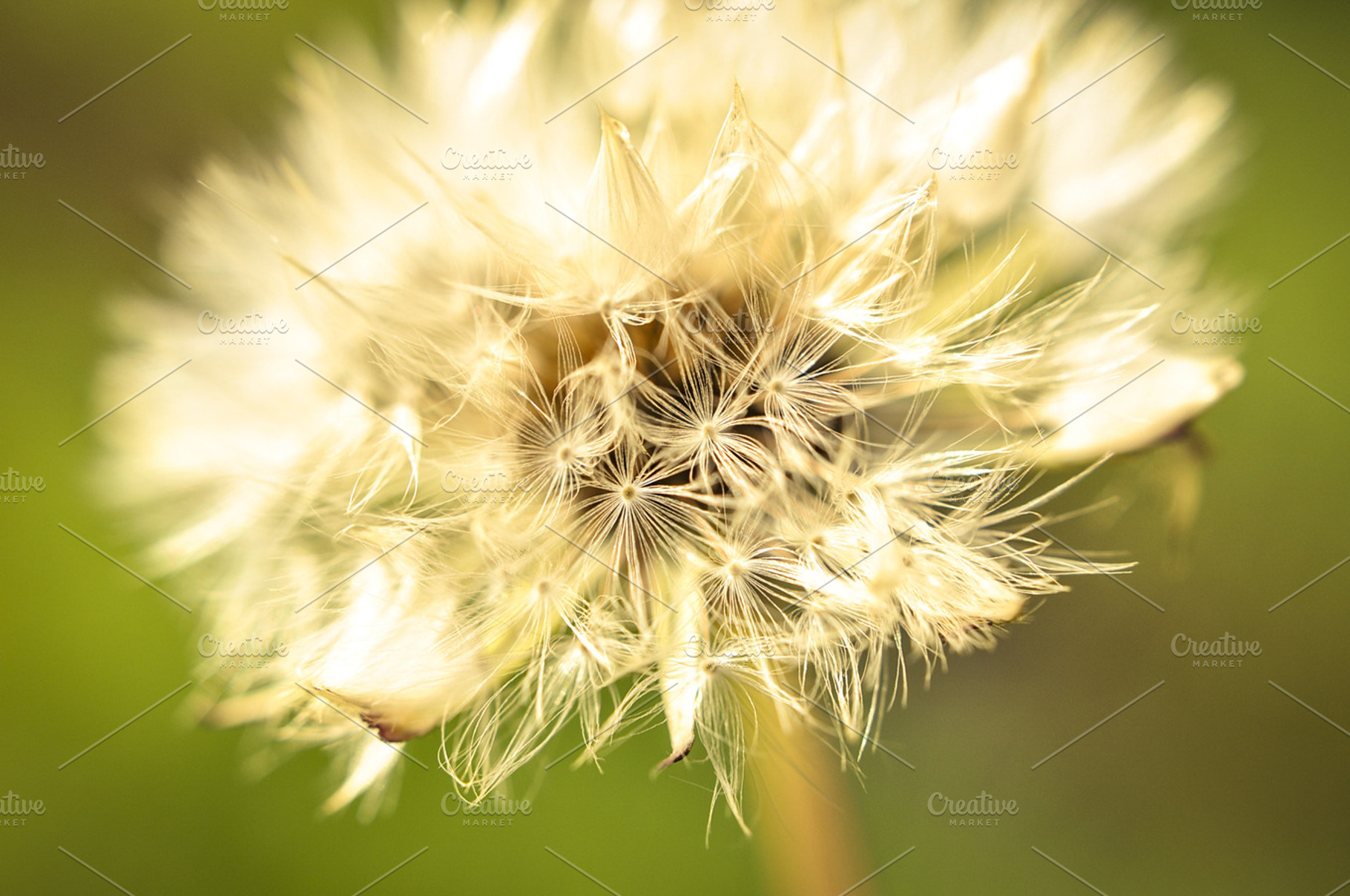 Dandelion stock photo containing dandelion and flower