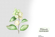 Watercolor snowberry clipart, an Illustration by OlDm_Shop (Thumbnail 10 of 11)