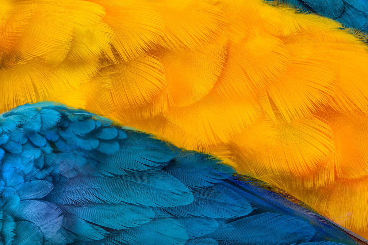 Plumage Atelier. Procreate Brushes, a Brush Add-On by Eldar Zakirov's (Photo 6 of 25)
