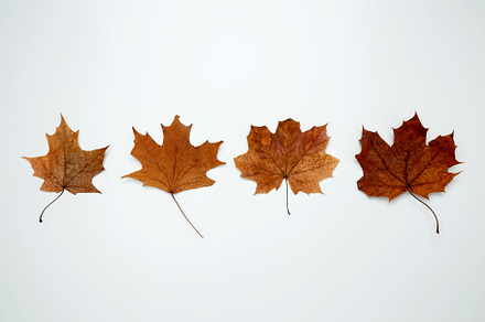 Golden orange autumn leaves of maple tree on white background. Top view, a Photo by matucha
