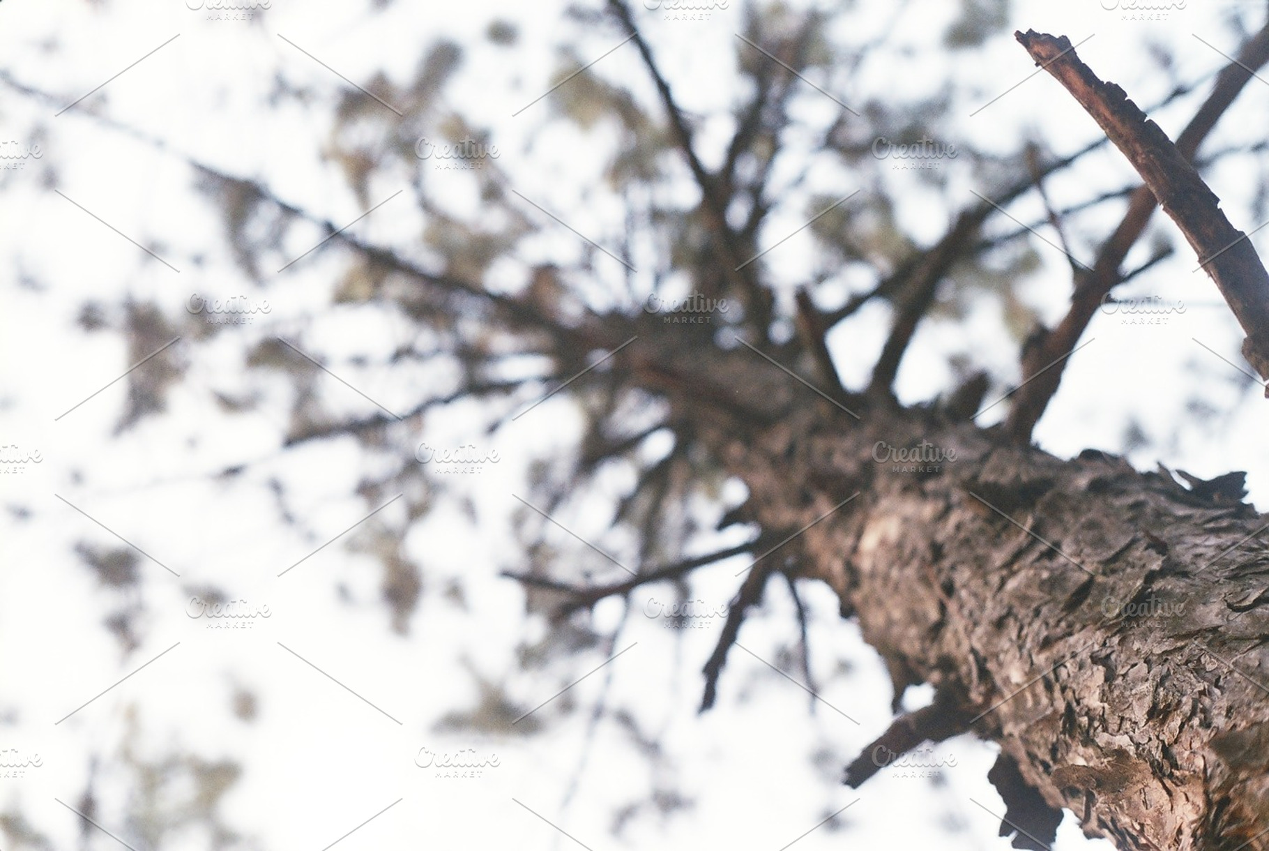 Pine tree