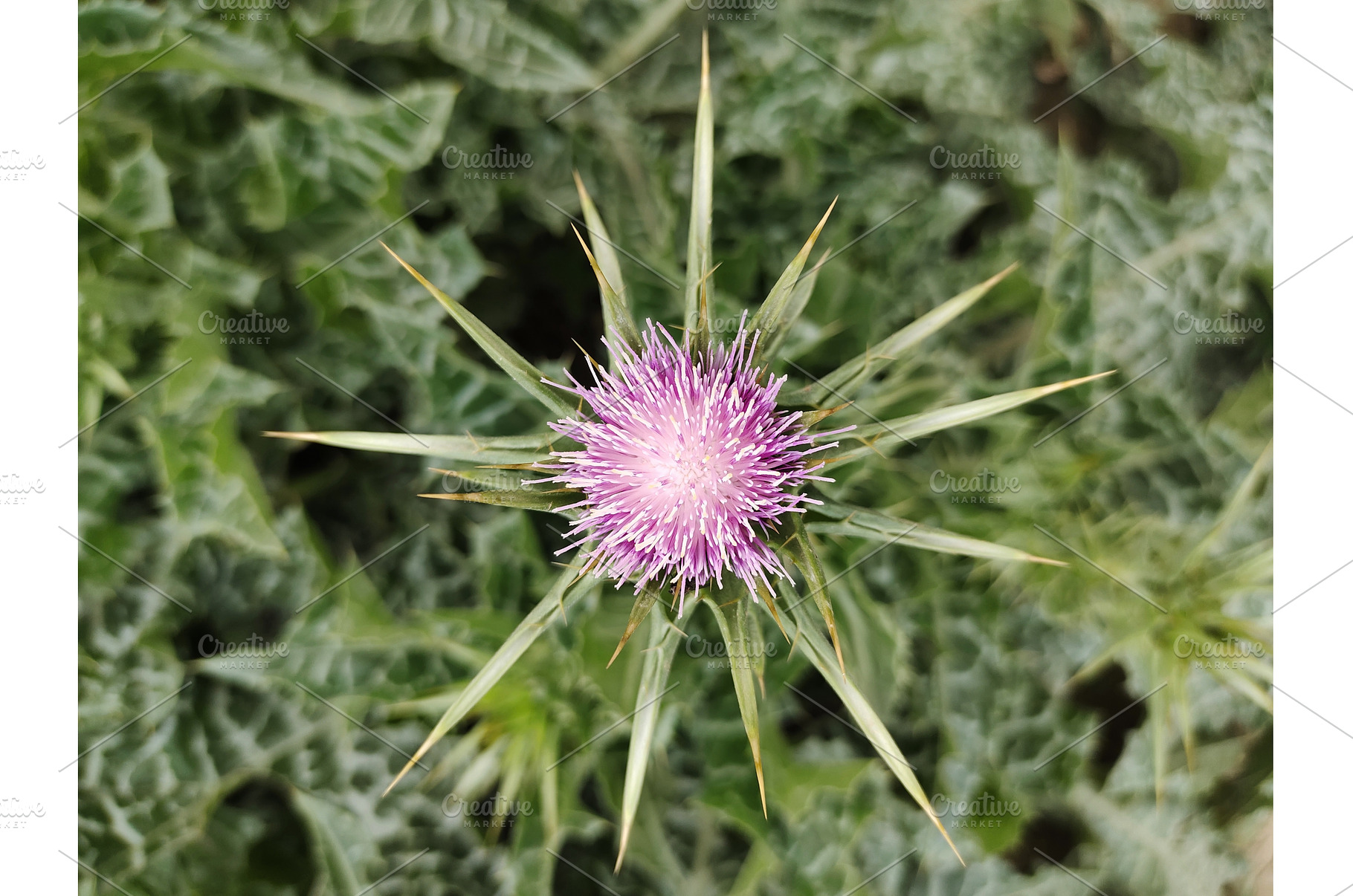 milk thistle plant pink flower, a Nature Photo by LogosDen