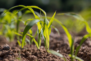 field with fresh corn sprouts in fertile soil with fertilizers, a field with or, a Photo by rsoollAI