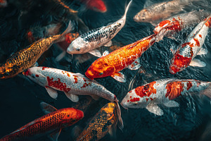 Vibrant Koi Fish Swim in Dark Water, a Photo by Pixeness Studio