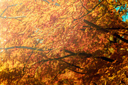Japan Alpine Autumn 5 Forests photos, a Nature Photo by Silent Nature (Thumbnail 2 of 5)