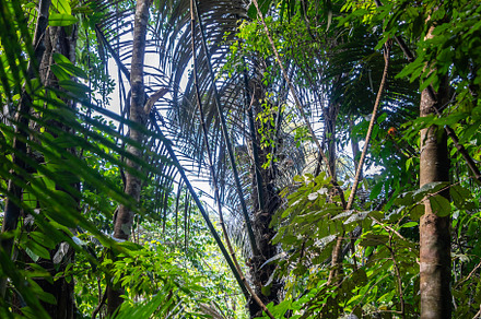 Lush tropical rainforest canopy in Tentena, Sulawesi, Indonesia, a Nature Photo by GoodGoods