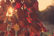Sun through Autumn leaves, a Nature Photo by Retroshutter (Thumbnail 1 of 2)