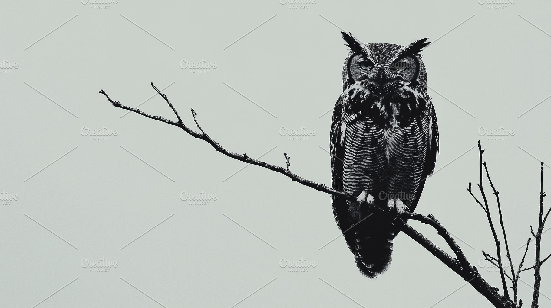 Minimalistic photography of owl sit, an Animal Photo by MistyDay