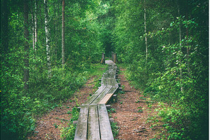 Summer moody forest, a Nature Photo by Nature and travel