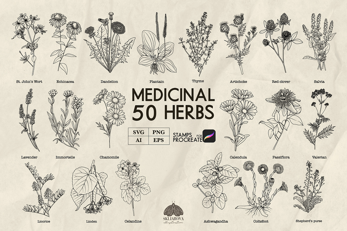 Medicinal Herbs line art + Procreate, an Illustration by Skliarova (Photo 1 of 5)