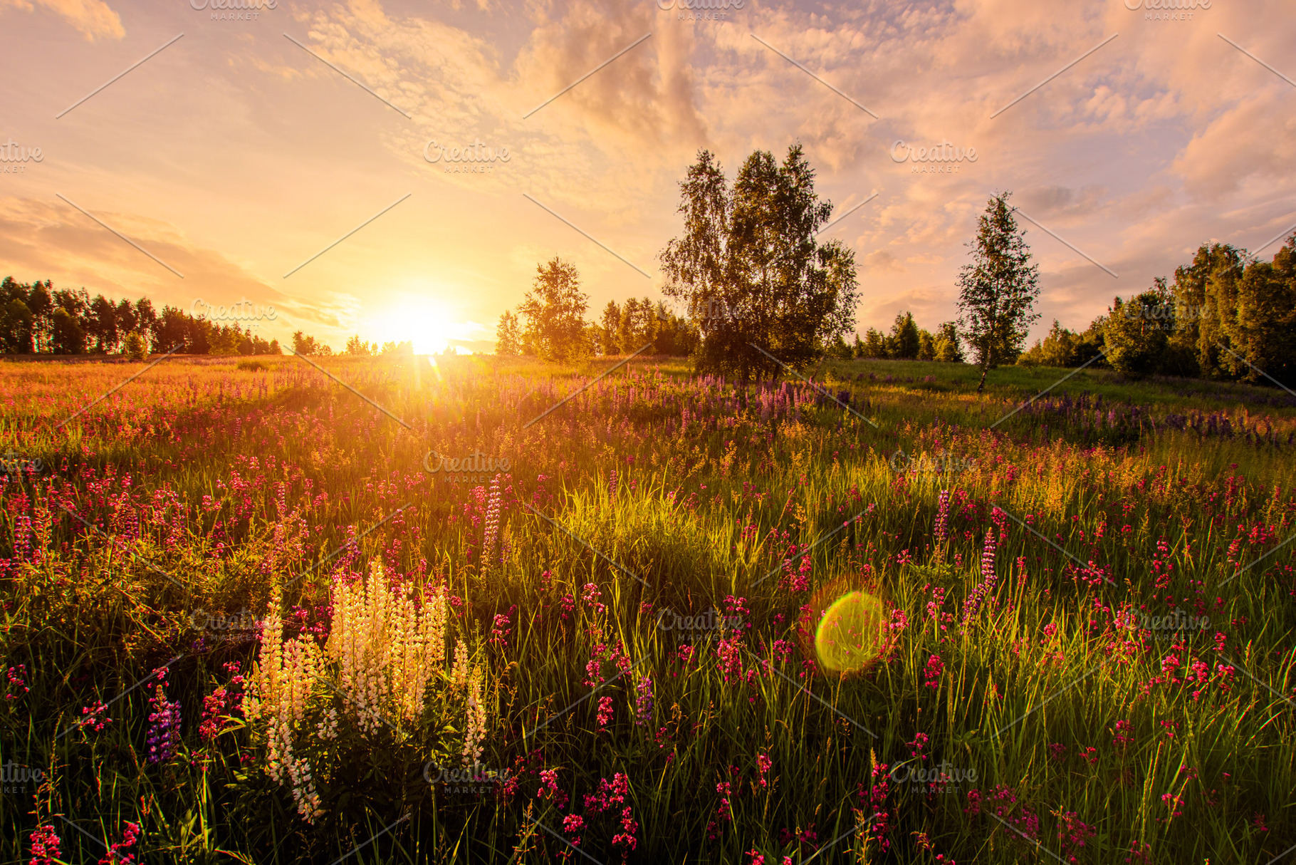 A stunning green field with tall grass and many purple and white, a Nature Photo by Eugene_Photo