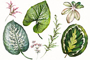 Tropical collection. Summer design., a Decorative Illustration by Lisima (Thumbnail 6 of 19)