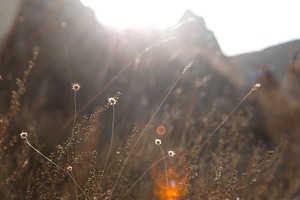 Dried flowers in mountains