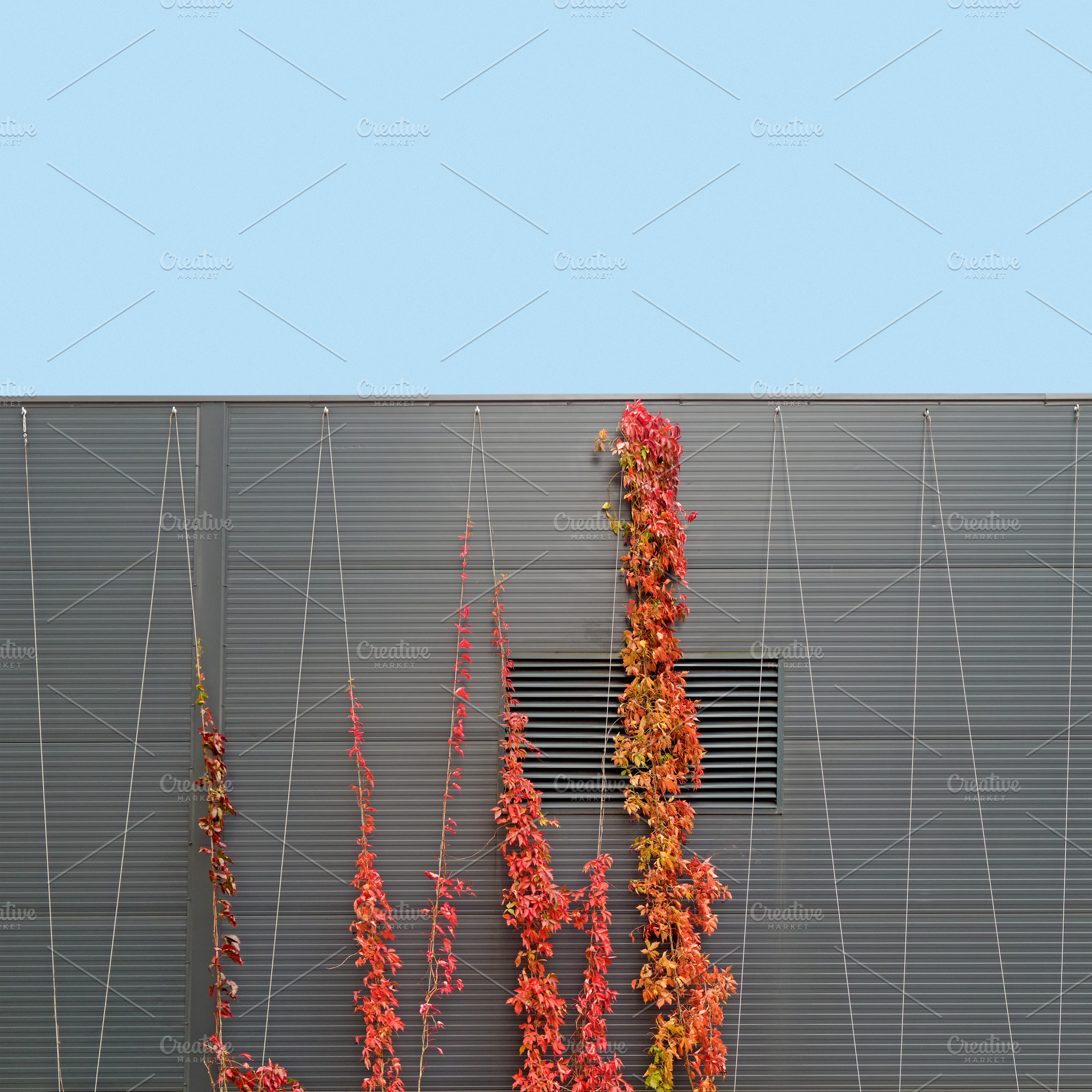 Vine tree climbing on modern wall, an Architecture Photo by BOOCYS