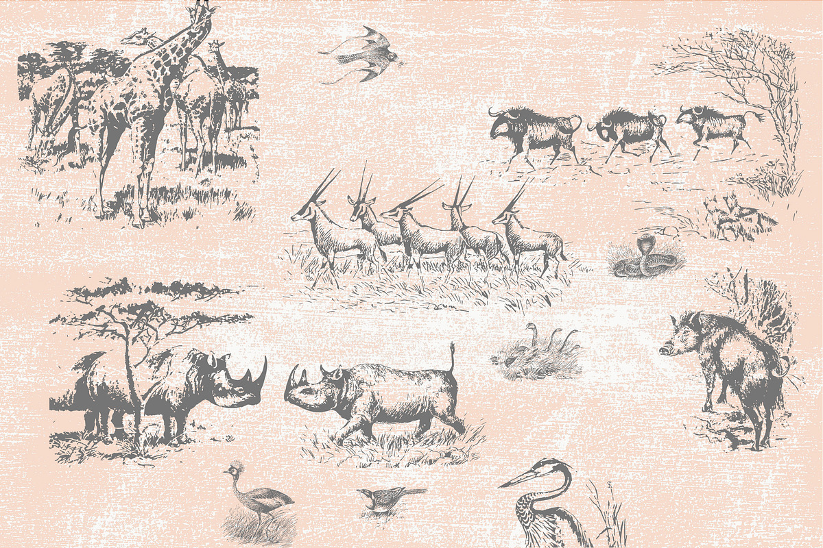 52 Safari Vector Illustrations, an Animal Illustration by TheBlackPixelCo (Photo 5 of 5)