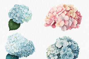 Pink Blue Hydrangea Flower Clipart