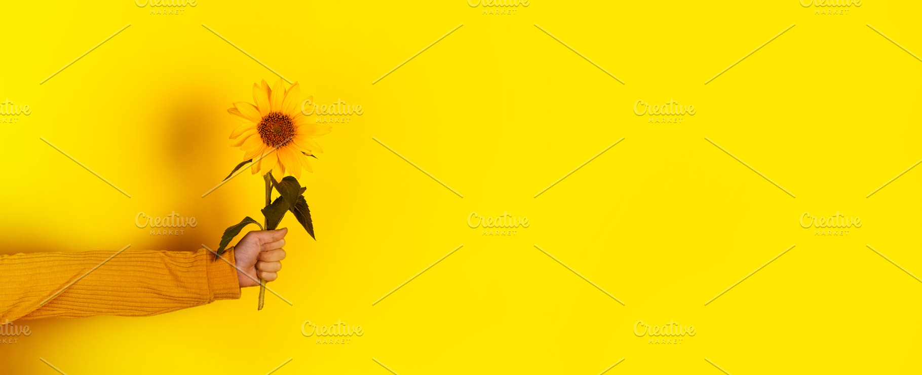 Close-up of hand holding a bright yellow sunflower against a vib, a Nature Photo by Ales Munt
