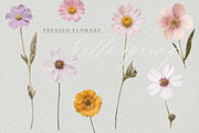 Pressed Flowers (Png) HELLO SPRING, a Background Graphic by by creative paper (Thumbnail 2 of 13)