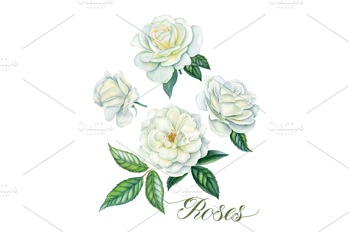 White roses, a Decorative Illustration by Watercolor life (Photo 2 of 7)