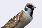 3DRT -Birds and critters - Sparrow, an Animal 3D Model by 3DRT.com (Thumbnail 1 of 3)