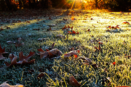 Morning frost containing frost, grass, and frozen