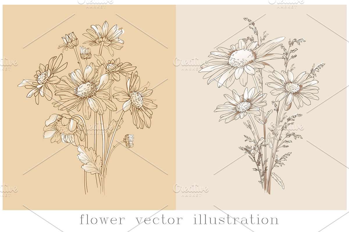 Ink Vector Chamomile, a Decorative Illustration by Sweet_print (Photo 1 of 6)