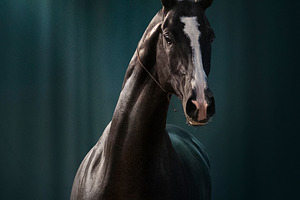 Black akhal-teke stallion portrait