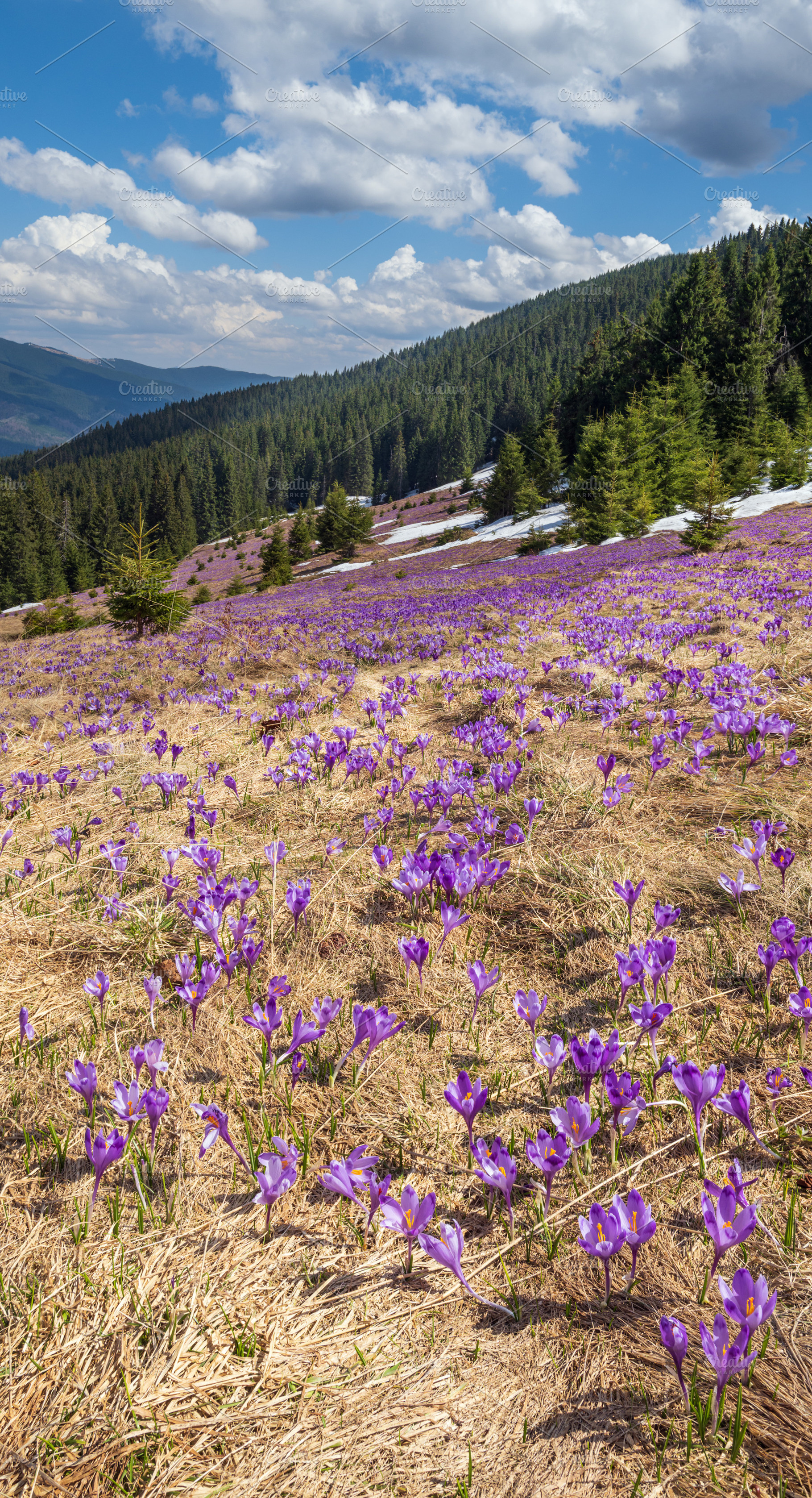 Blooming purple violet Crocus heuffelianus (Crocus vernus) alpin, a Nature Photo by YuriyB