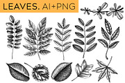 Autumn Leaves & Flowers. Fall Bundle, an Object Graphic by Yevheniia (Thumbnail 3 of 11)