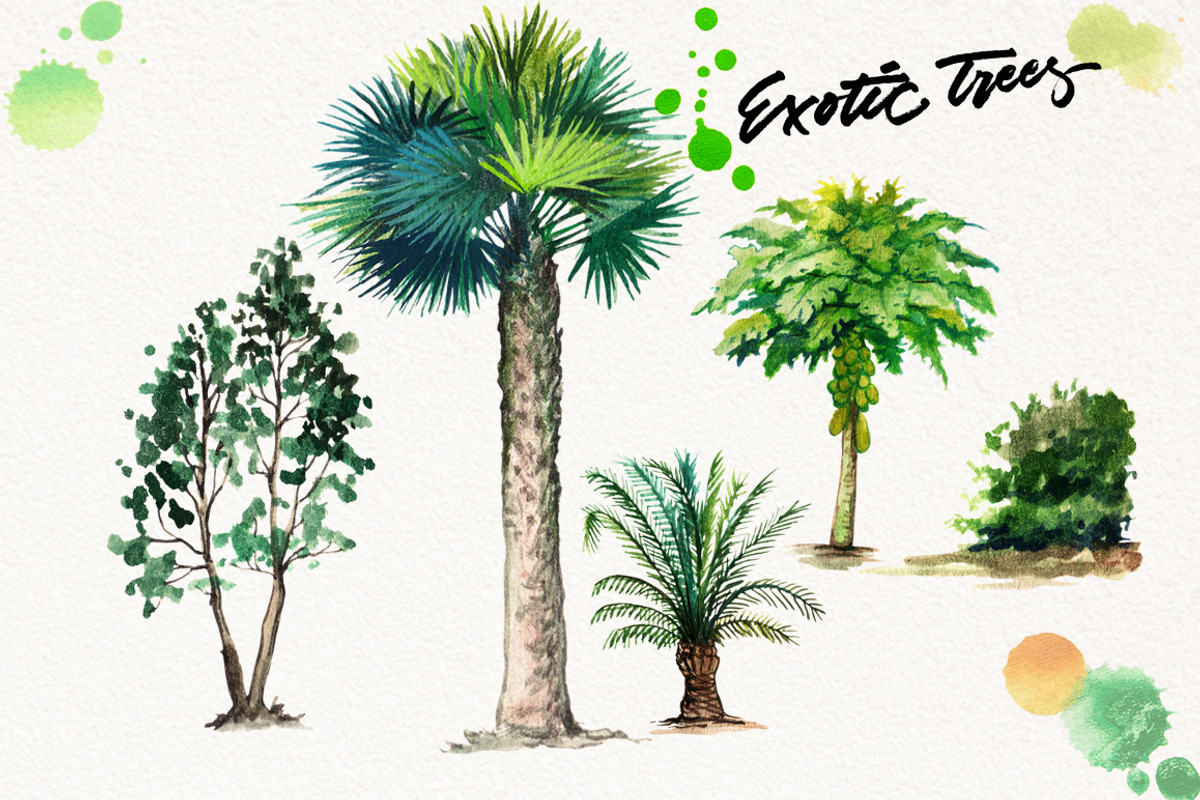 Watercolor Exotic Trees, an Illustration by Graphobia (Photo 4 of 11)