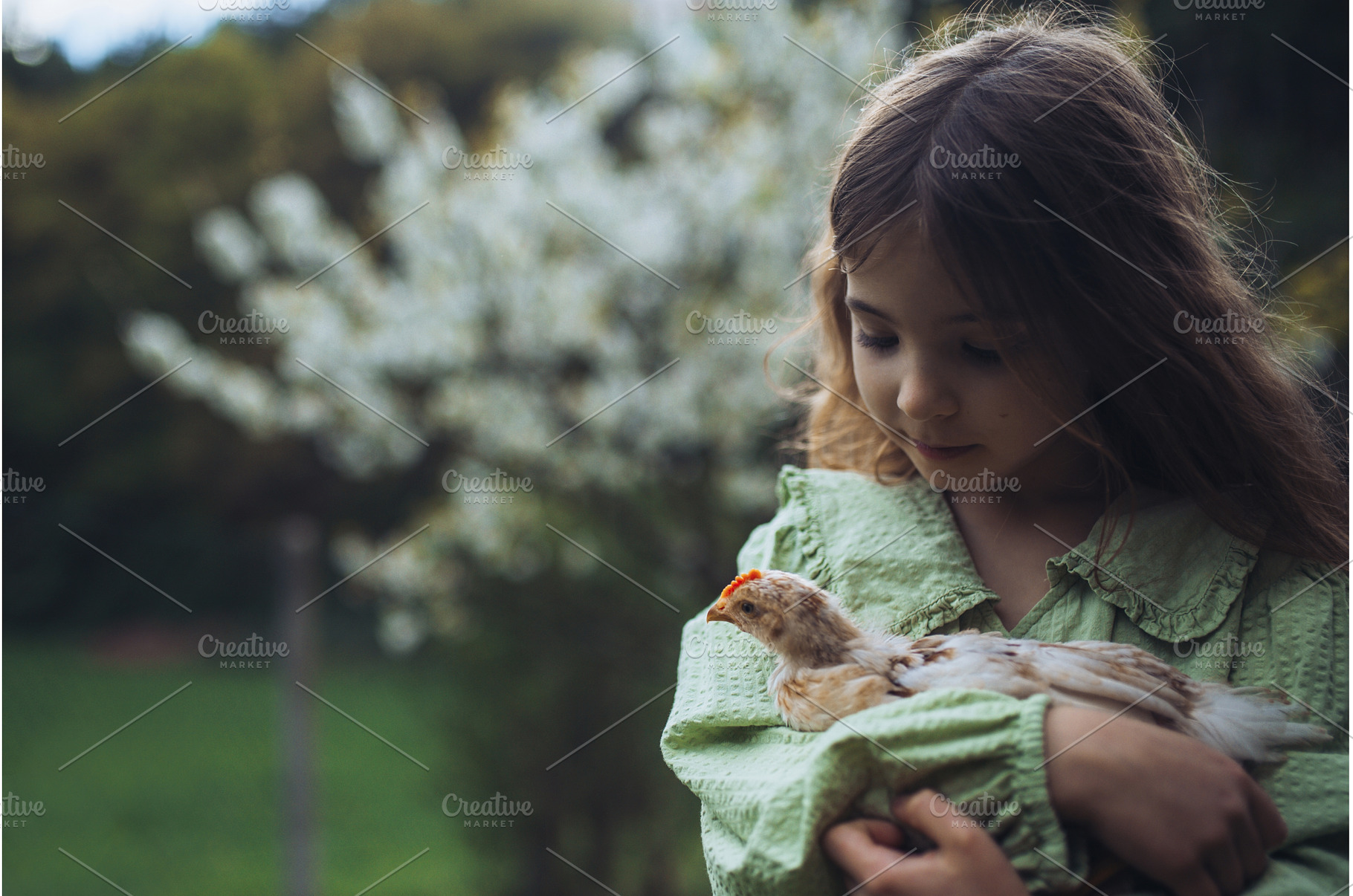 Girl holding small chick in hands in, a Nature Photo by HalfPoint